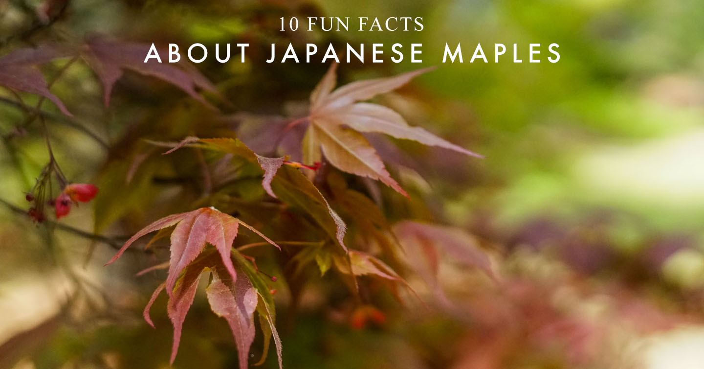 Read more about the article 10 Fun Facts About Japanese Maples