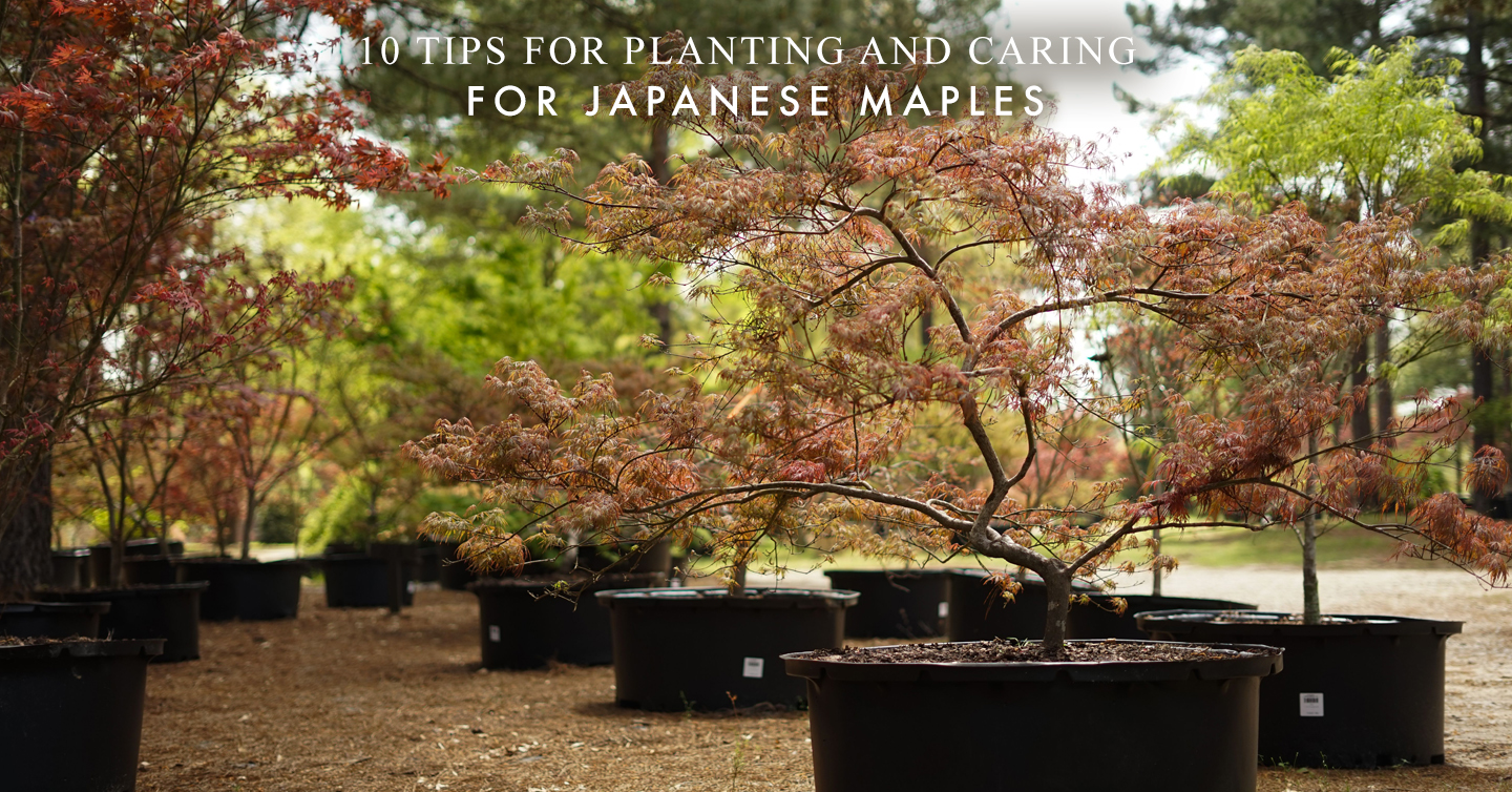 You are currently viewing 10 Tips for Planting and Caring for Japanese Maples