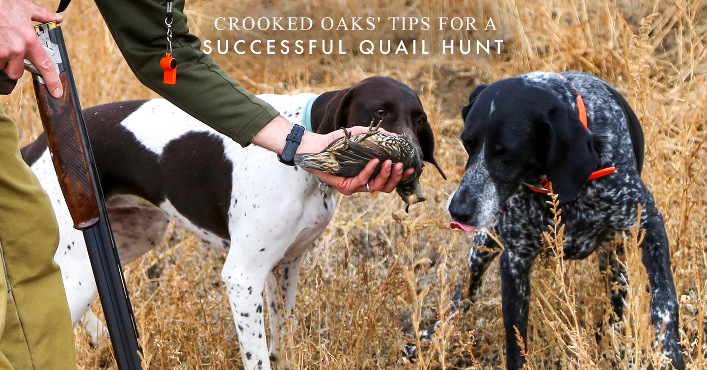 Read more about the article Crooked Oaks’ Tips for a Successful Quail Hunt