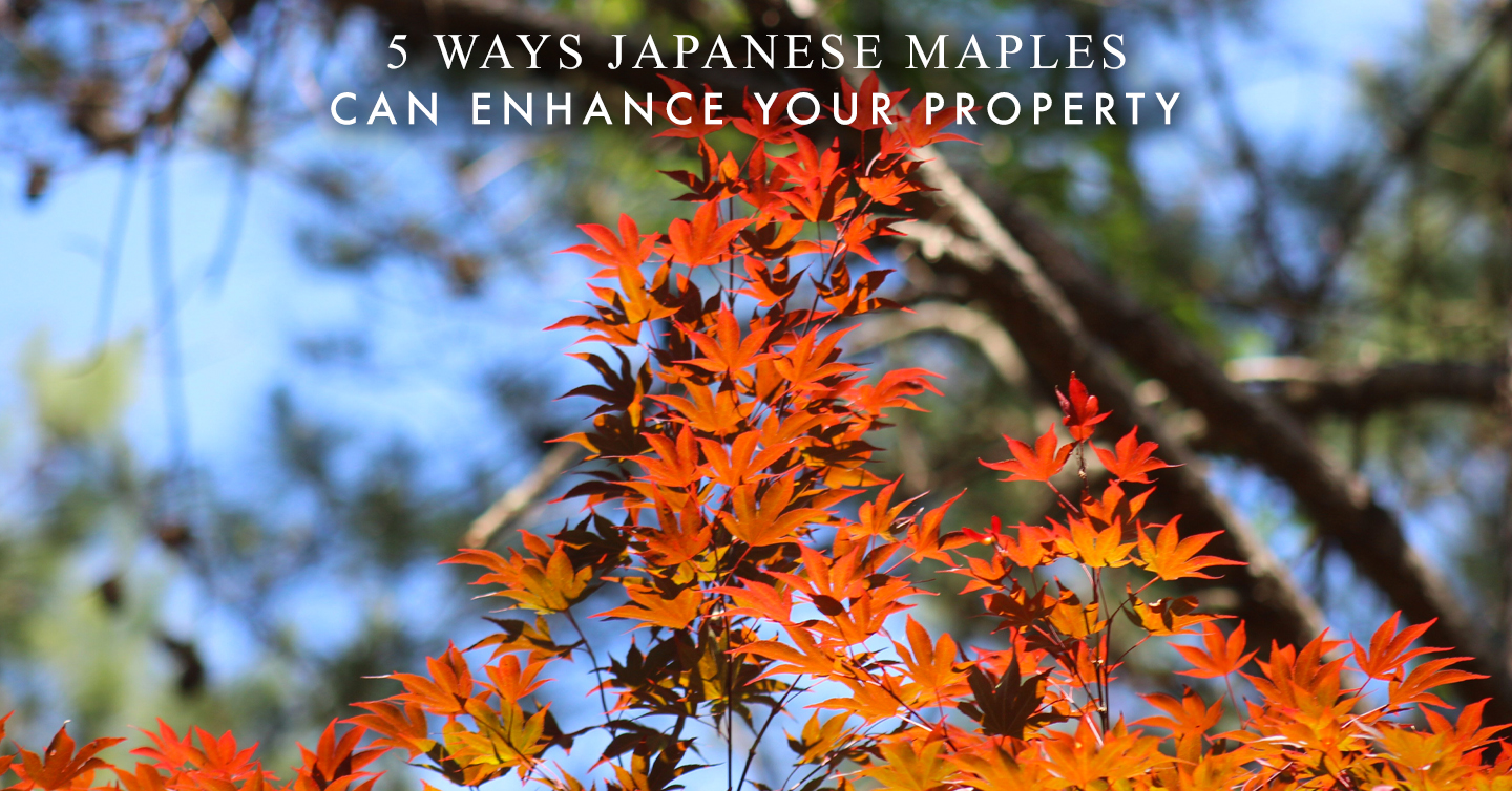 Read more about the article 5 Ways Japanese Maples Can Enhance Your Property
