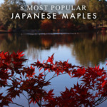 8 Most Popular Japanese Maples
