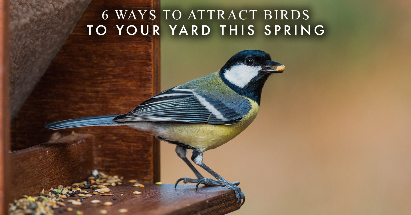 Read more about the article 6 Ways to Attract Birds to Your Yard This Spring