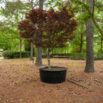 Crooked Oaks launches several improvement projects, funding initiatives