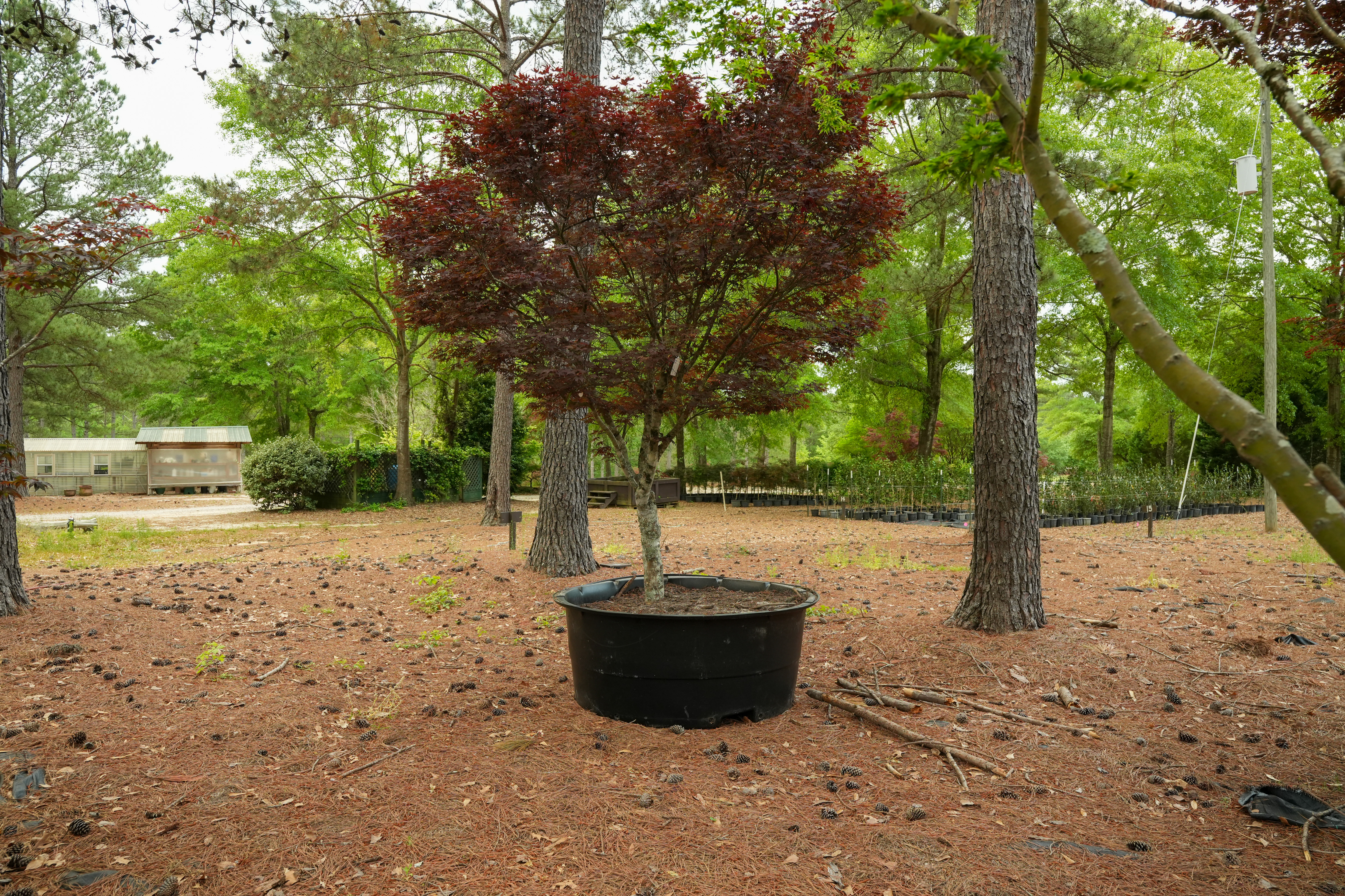 You are currently viewing Crooked Oaks launches several improvement projects, funding initiatives