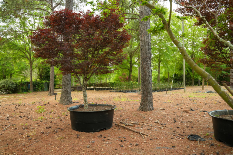 A large, mature Japanese maple sits in the foreground of the Crooked Oaks nursery