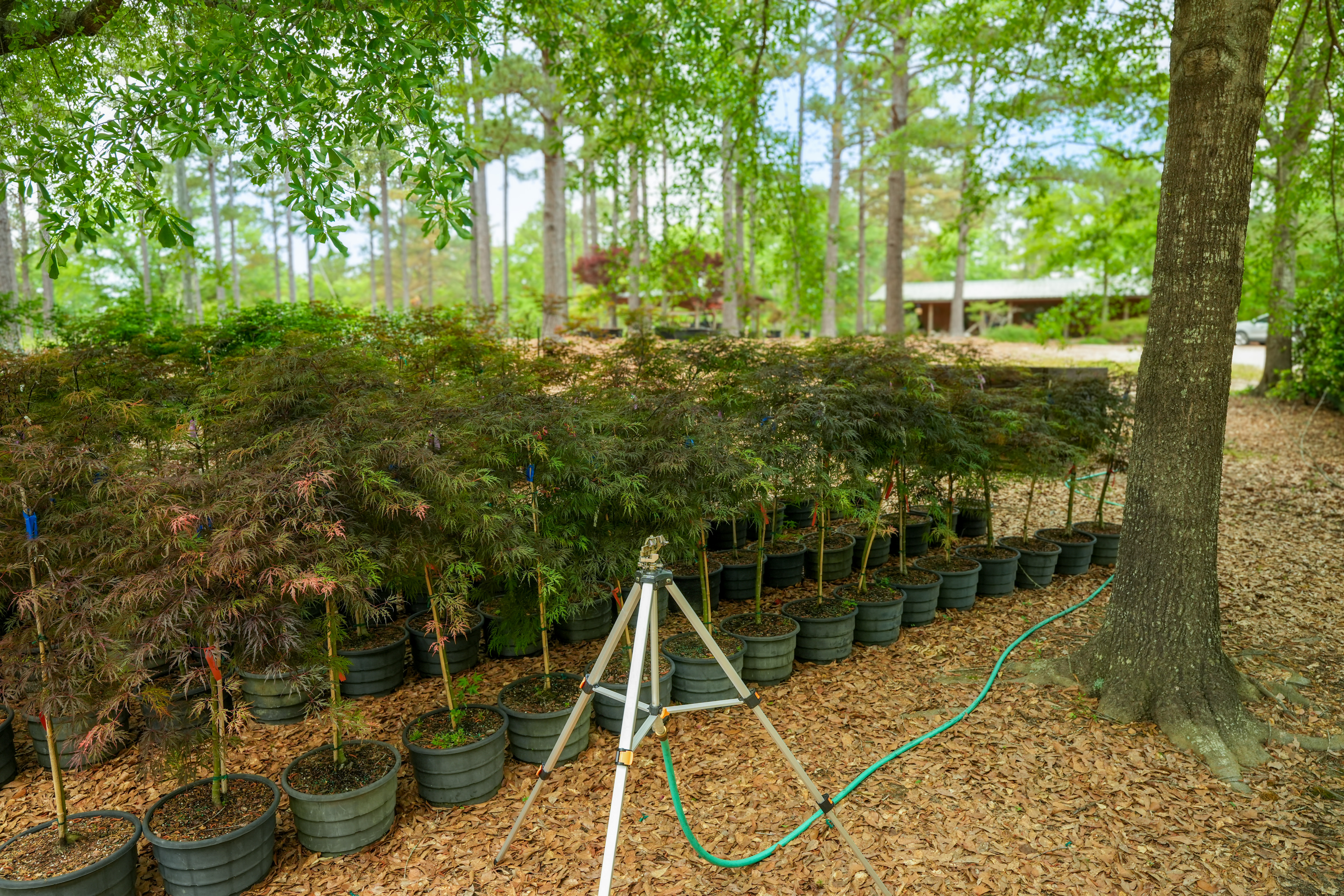 Nursery - Crooked Oaks