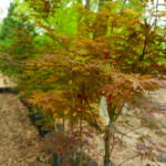 Auburn receives matching gift to restore Coach Pat Dye’s Crooked Oaks nursery