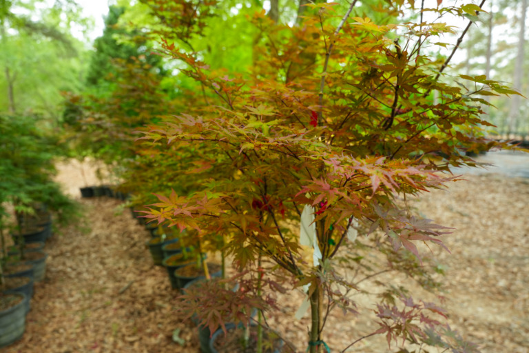 A close up of a Japanese maple at the Crooked Oaks nursery.