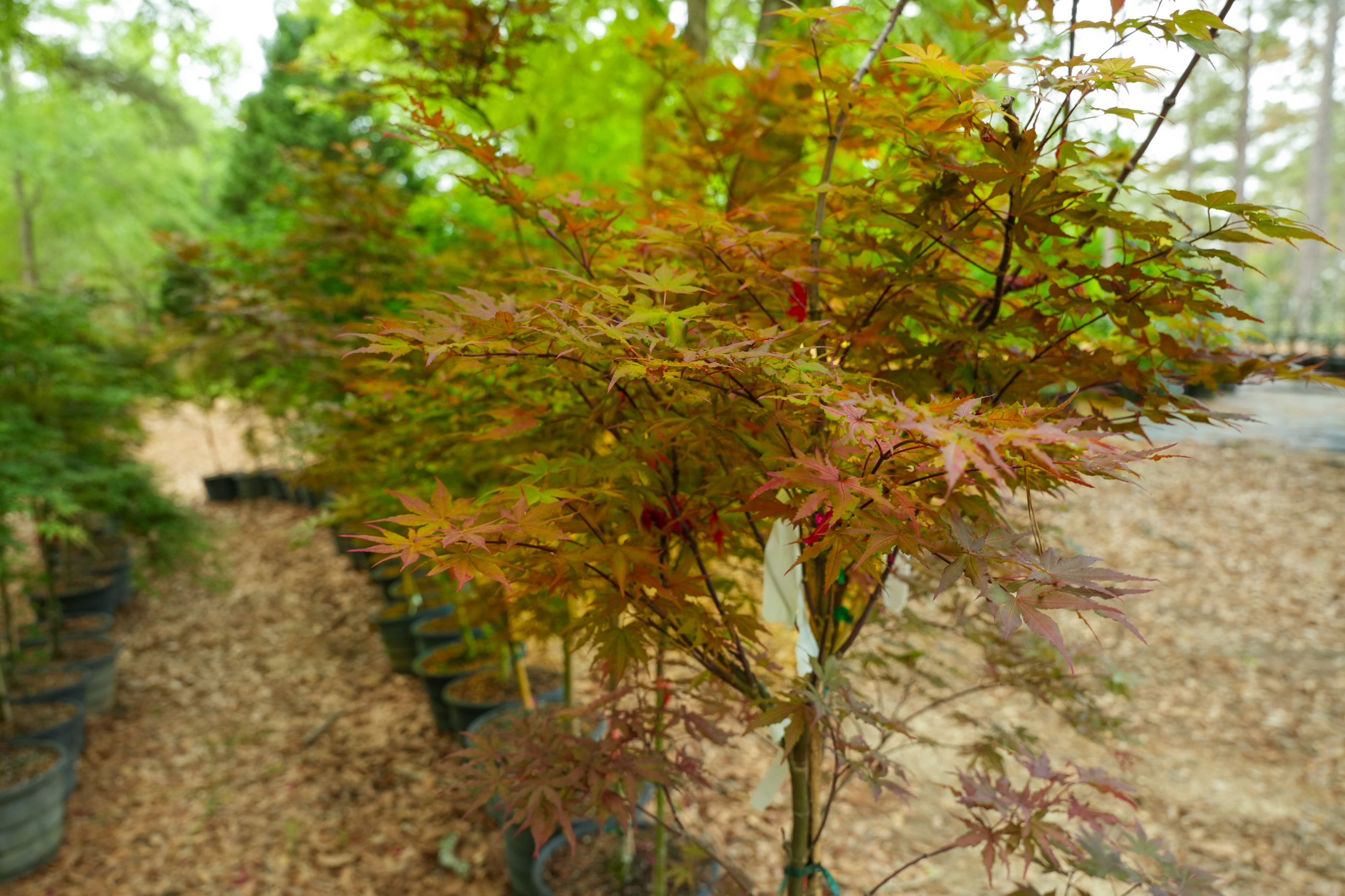 Read more about the article Auburn receives matching gift to restore Coach Pat Dye’s Crooked Oaks nursery