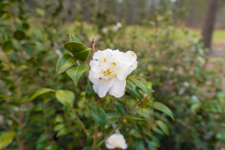 A close up of a white camellia at the Crooked Oaks nursery.