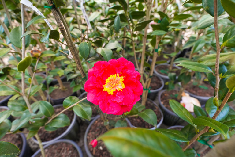 A close up of a pink camellia at the Crooked Oaks nursery.