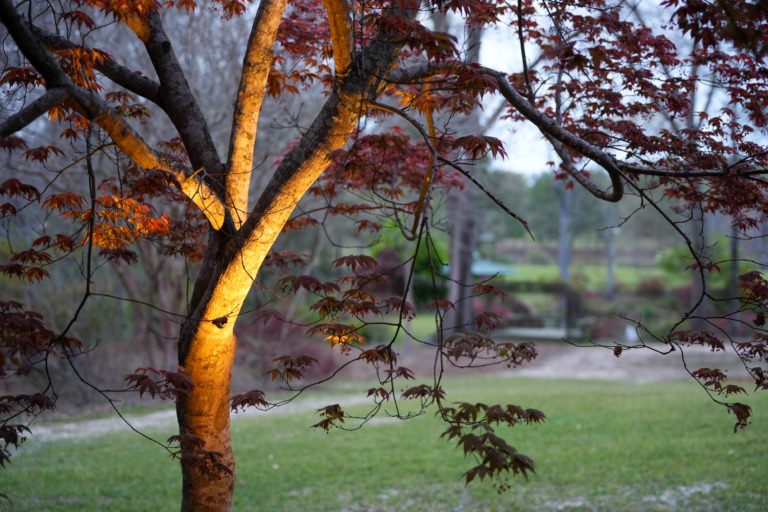 lighted Japanese maple tree