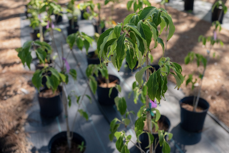 plant inventory sitting on tarp in dappled sunlight