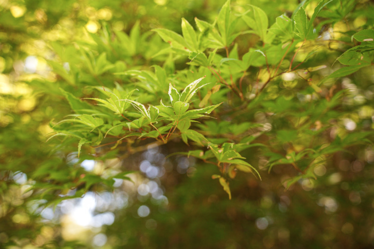 shrub leaves in dappled sunlight