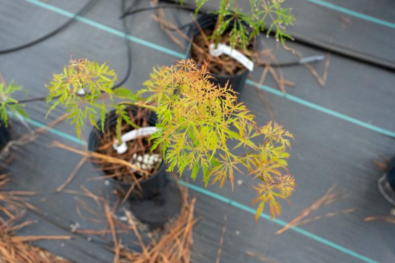 Young potted Japanese maple plants