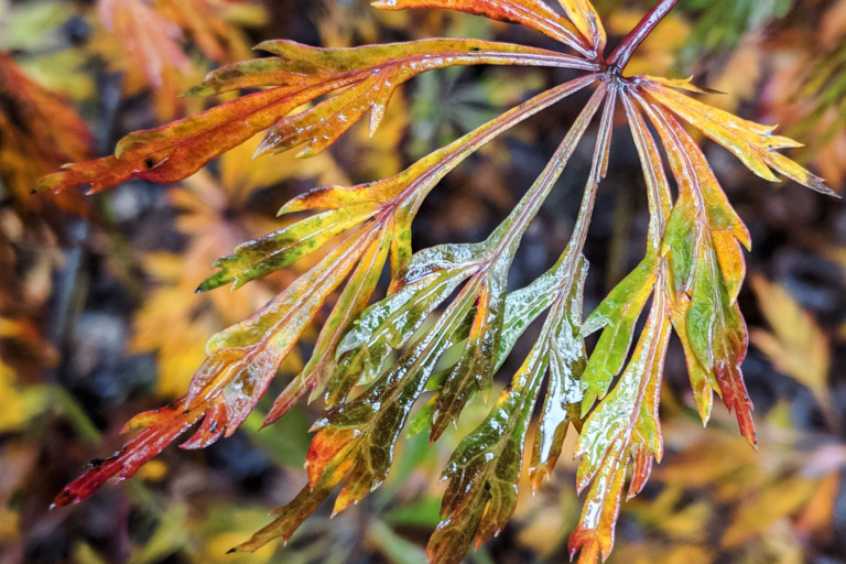 Green Cascade Japanese maple species