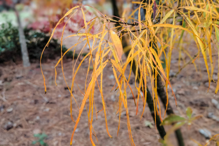 Koto No Ito Japanese maple species