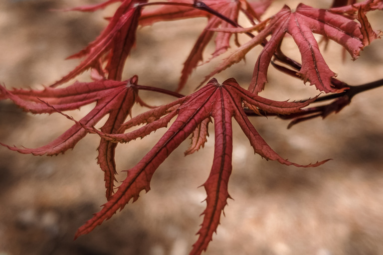 Purple Ghost Japanese maple species