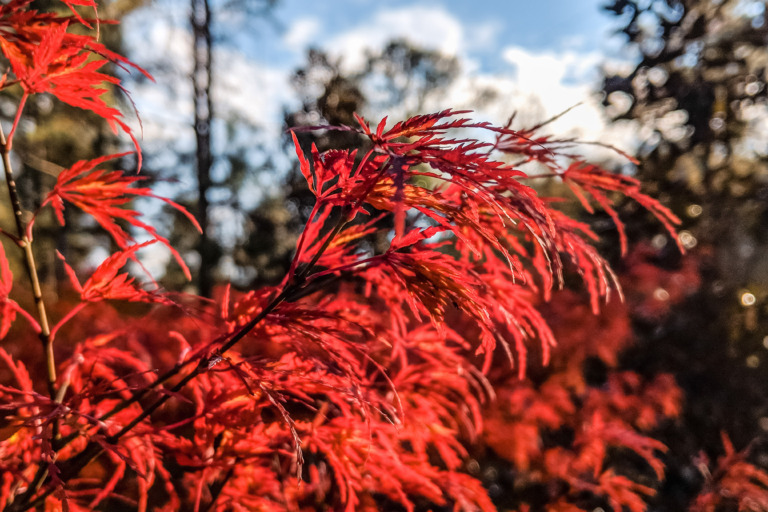 Seiryu Japanese maple species