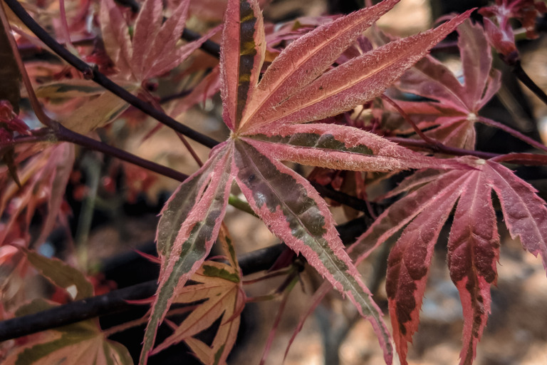 Shirazz Japanese maple species