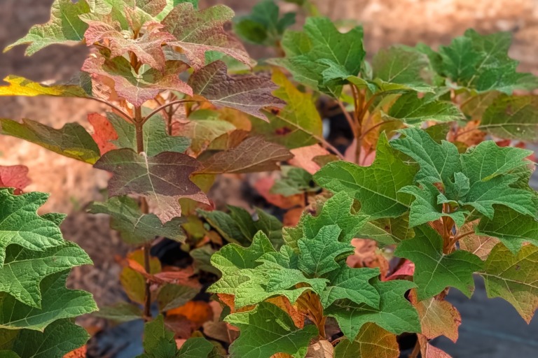 Snow Queen Oakleaf Hydrangea