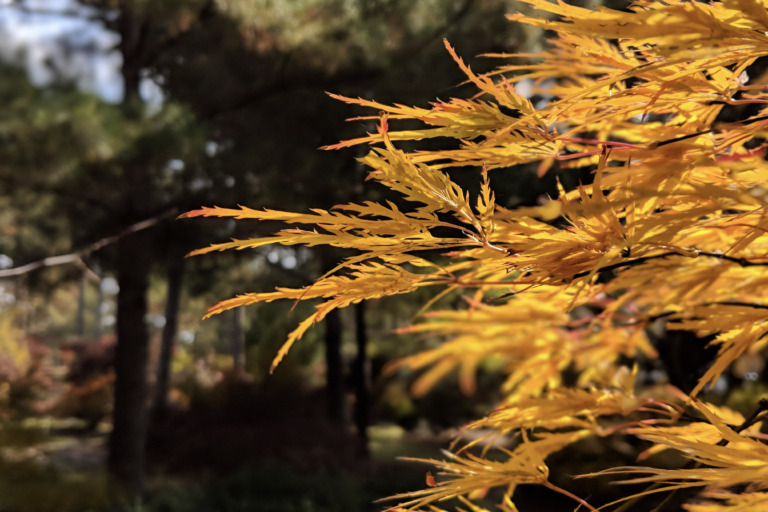 Viridis Japanese maple species