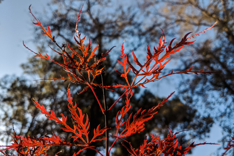 Watnong Japanese maple species