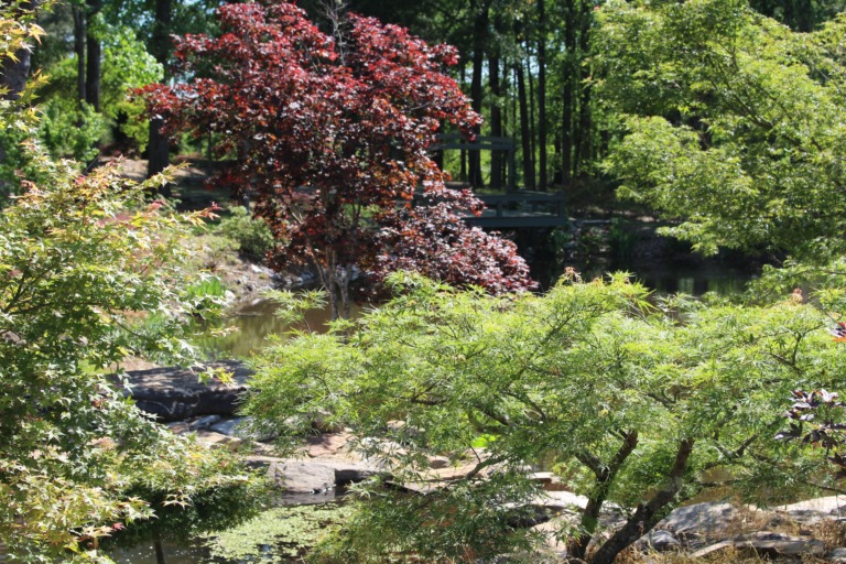 Japanese maple garden